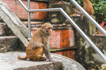 Monkey sitting on the ledder to Swayambhunath temple or monkey temple in Kathmandu, Nepal. Stock photo.の写真素材