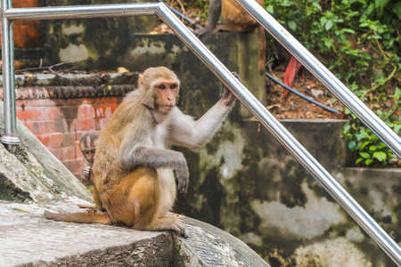 Monkey sitting on the ledder to Swayambhunath temple or monkey temple in Kathmandu, Nepal. Stock...