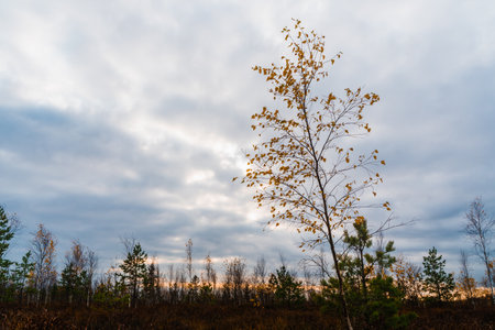 Swamp landscape with birch tree, stock photoの写真素材