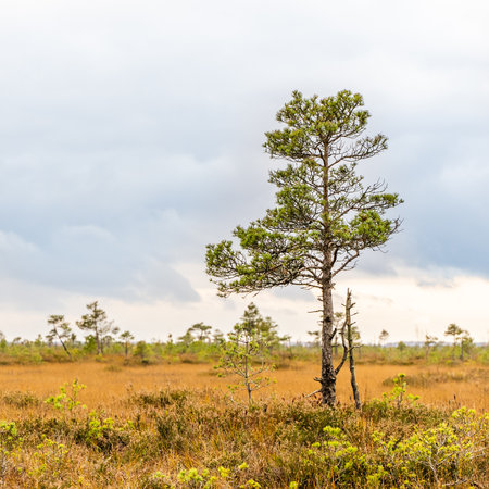 Swamp landscape with pine trees, stock photoの写真素材