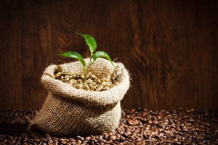 Golden coffee seed on burlap coffee sack with small plantの写真素材