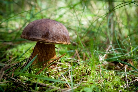 xerocomus mushroomの写真素材