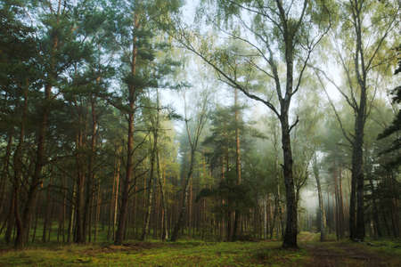 Footpath in misty old foggy forestの写真素材