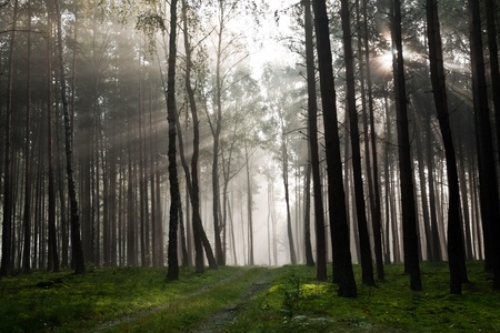 Misty old foggy forestの写真素材