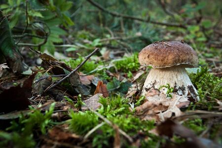 boletus mashroomの写真素材