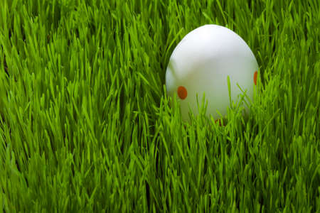 One easter egg on young green grassの写真素材