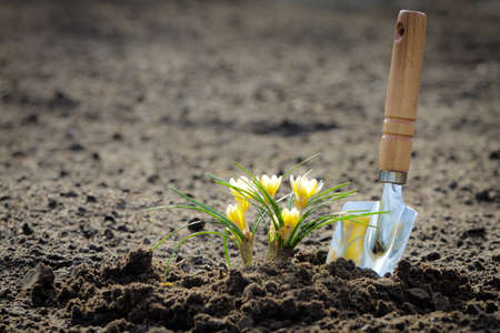 Small flower potting in to the fieldの写真素材