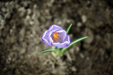 Small flower on the fieldの写真素材