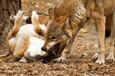 wolf fightingの写真素材
