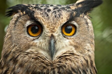 dusky eagle owlの写真素材