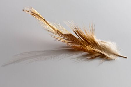 Bird feather on reflective surfaceの写真素材
