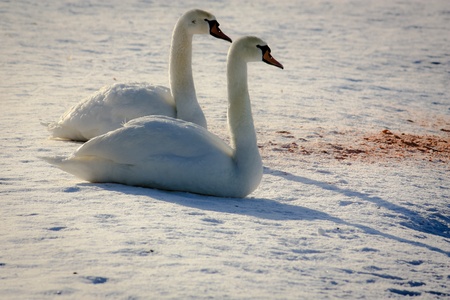 Two swan sitting on snow at sunsetの写真素材