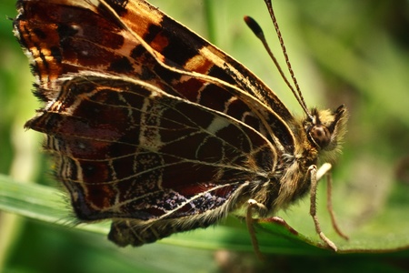 closeup moth on green plantの写真素材