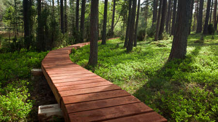 Wooden footpath in forest at summer
