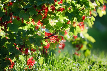 Redcurrant in summer gardenの写真素材