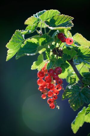 Redcurrant in summer gardenの写真素材