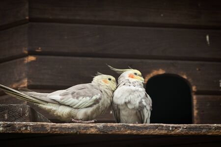 Two birds in conversationの写真素材