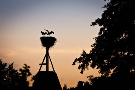 Storks in the nest  at sunsetの写真素材
