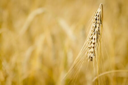 Golden field with grains at summerの写真素材