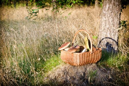 Basket with mushrooms in forestの写真素材
