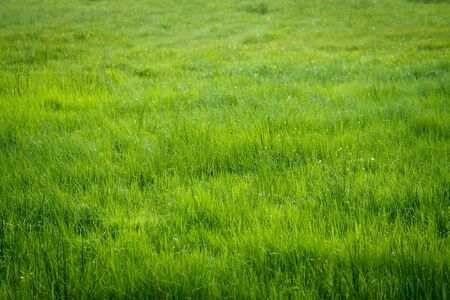 Green grass meadow at summerの写真素材