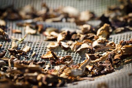 Dried mushroom in the sunの写真素材