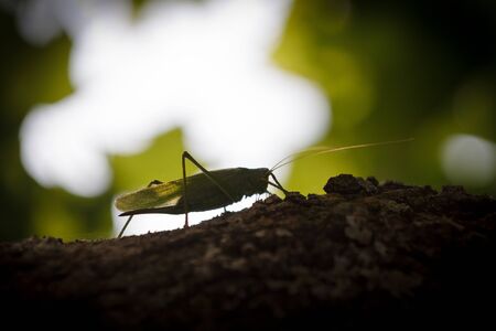 Grasshopper on the tree at summerの写真素材