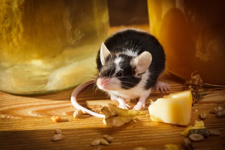 Small mouse smell something in basementの写真素材