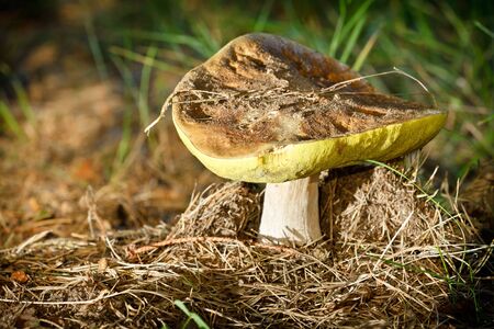 Penny bun mushroom in the old coniferous forestの写真素材
