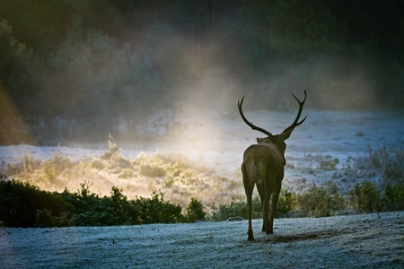Majestic bull walking on the meadow at sunriseの写真素材