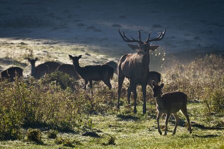 Deer with herd roaring on the meadow at sunrise