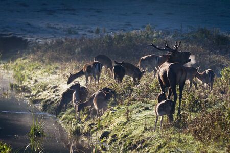 Roaring deer with herd standing near the river on the meadow at sunriseの写真素材