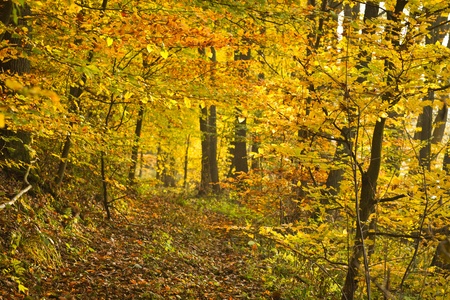 Golden footpath in the forest at autumnの写真素材