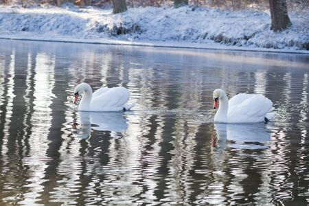 Two swans swimming in the river in winterの写真素材