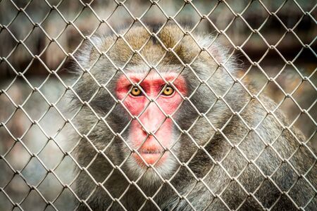 Baboon in a cageの写真素材