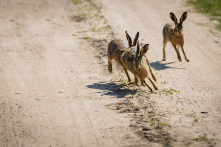 The rabbits running around the fieldの写真素材