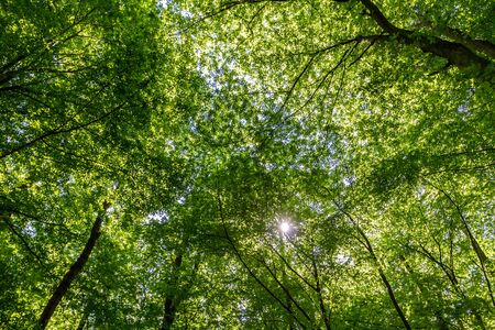 Green forest with sun beam looking upの写真素材
