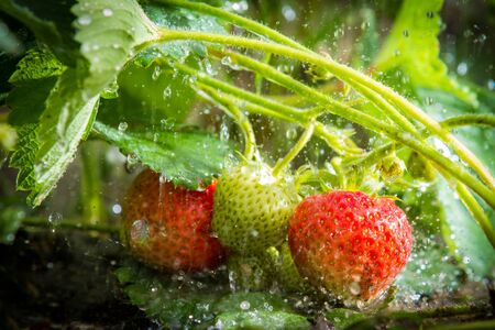 Close up of strawberries in the rainの写真素材