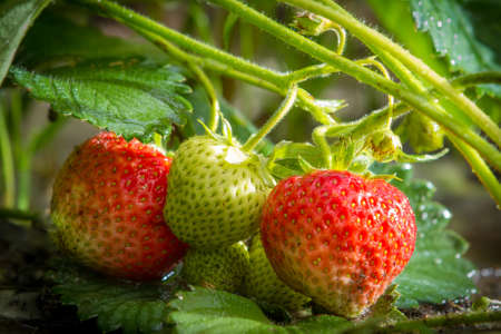 Close-up fresh strawberries on cuttingsの写真素材