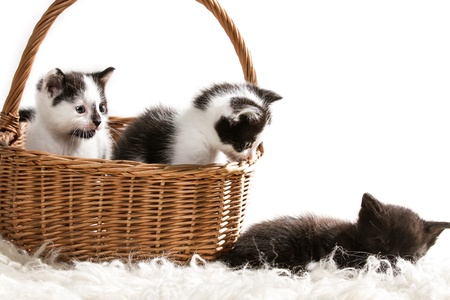 Group of little kittens sitting in a basketの写真素材