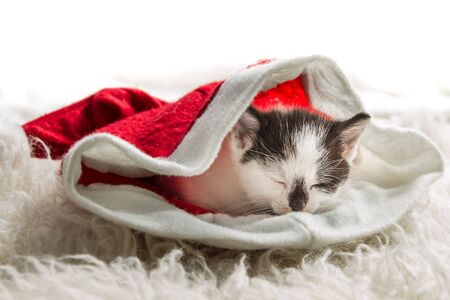 Small kitten as a gift for Christmasの写真素材