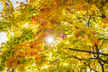 Sun beam through autumn leaves backgroundの写真素材