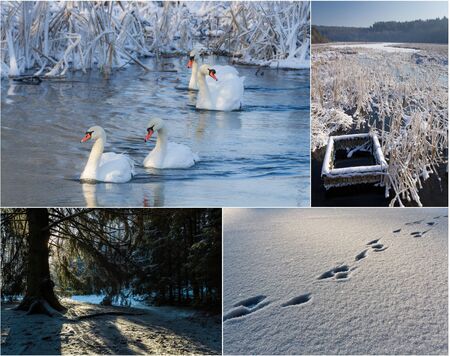 Postcard from winter scenery in natureの写真素材