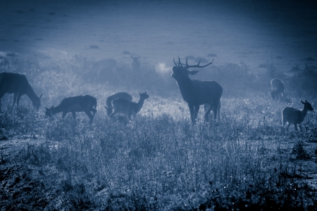 Majestic bull roaring at moonlightの写真素材