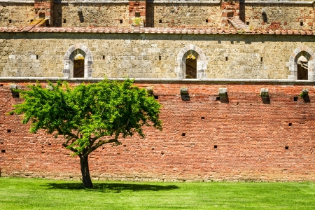 Lonely tree on a background of ruinsの写真素材