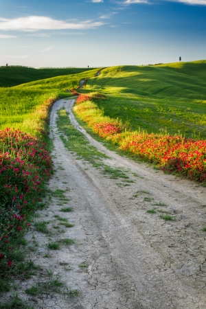 Beautiful view of the tortuous path at sunset in Tuscanyの写真素材