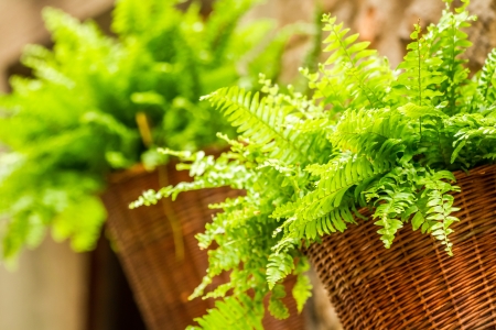 Fern in a wicker basket hanging on the wallの写真素材