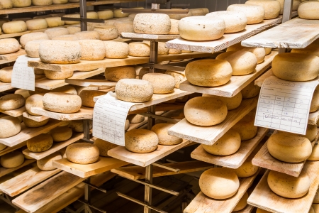 Ripened cheeses lying in the cold storage