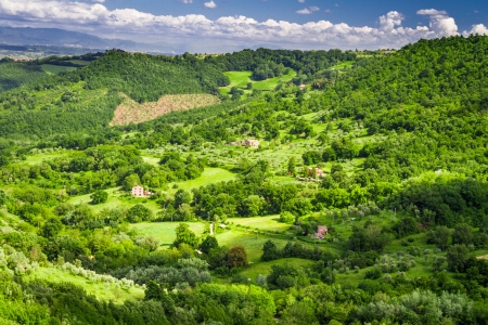 Farms with fields of olives and grapesの写真素材