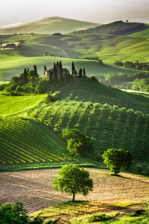 Farm of olive groves and vineyardsの写真素材